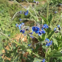 Cynoglossum zeylanicum (Sw. ex Lehm.) Thunb. ex Brand